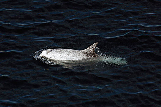 海豚,平面,加利福尼亚