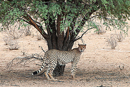 印度豹,刺槐,卡拉哈迪大羚羊国家公园,北开普,省,南非,非洲