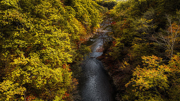 日本,秋叶,北海道