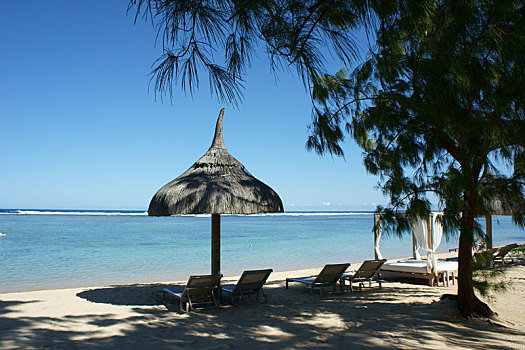 沙滩树下的太阳伞