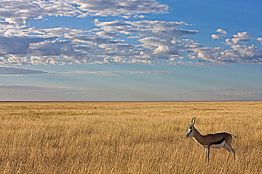跳羚,羚羊,埃托沙国家公园,纳米比亚,非洲
