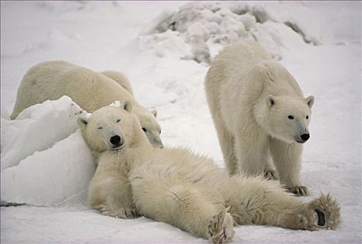 北极熊,三个,雪中,丘吉尔市,曼尼托巴,加拿大