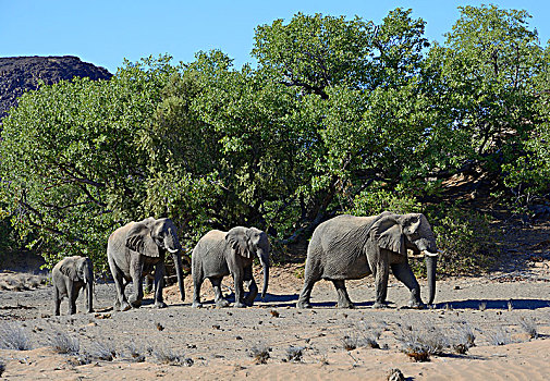 非洲象,荒芜,大象,达马拉兰,区域,纳米比亚,非洲