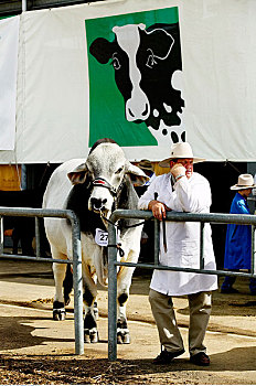 男人,母牛,新南威尔士,澳大利亚