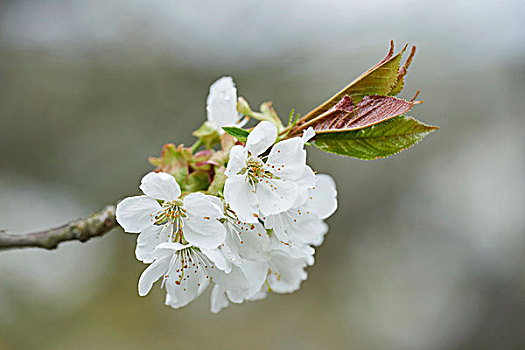特写,欧洲酸樱桃,酸樱桃,花,春天,普拉蒂纳特,巴伐利亚,德国