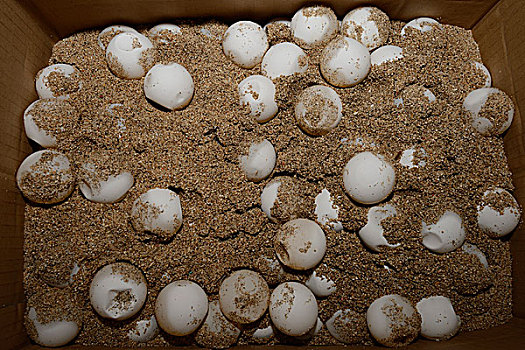 蛋,橄榄龟,饲养,车站,巴厘岛,印度尼西亚,亚洲