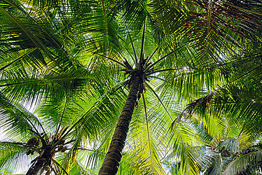仰视,棕榈树,马埃岛,塞舌尔
