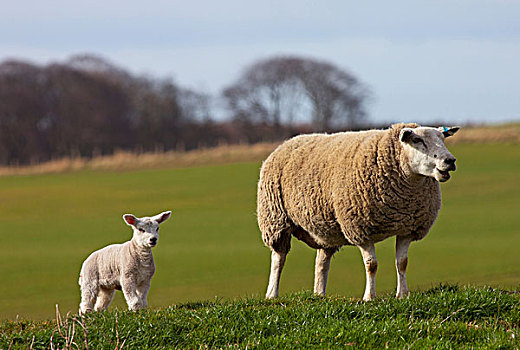 绵羊,羊羔,站立,草,诺森伯兰郡,英格兰