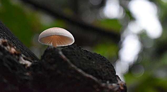 雨季