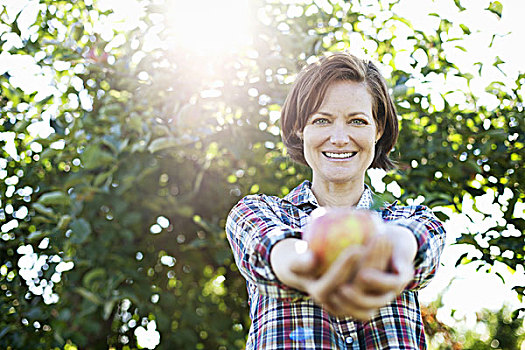女人,格子衬衫,拿着,新鲜,苹果,两只,手,果园,农场