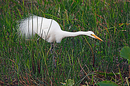 大白鹭,觅食,低湿地,大沼泽地国家公园,佛罗里达