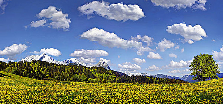 花,山地牧场,下面,蓝天,白云,楚格峰,山丘,靠近,巴伐利亚,德国,欧洲