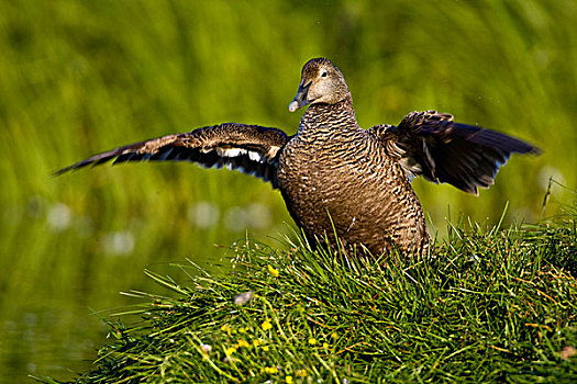 绒鸭,雌性,翼,靠近,冰岛