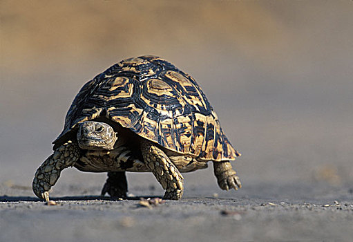 博茨瓦纳,乔贝国家公园,豹纹龟,慢,走,干燥,沙子,萨维提,湿地