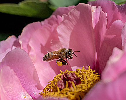 牡丹花蜜蜂