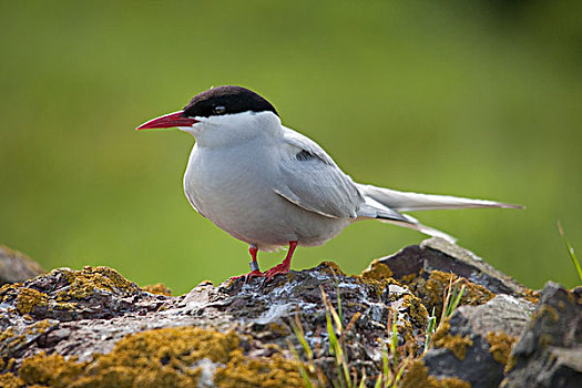 北极燕鸥,诺森伯兰郡,英格兰