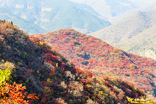 北方秋天漫山红遍的山坡,山东省青州市天赐山