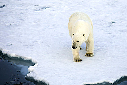 格陵兰,声音,北极熊,走,海冰,水,边缘