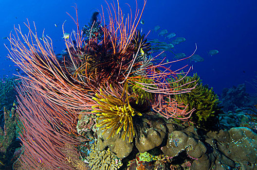生物群,红色,鞭子,珊瑚,海百合,巴布亚新几内亚