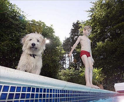 男孩,狗,跳跃,游泳池