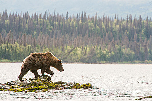 棕熊,捕鱼,河,阿拉斯加,美国