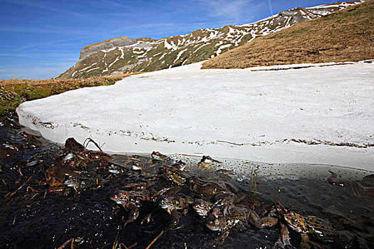 蛙,中国林蛙,群,冰冻,水塘,2000年,阿尔卑斯山,法国