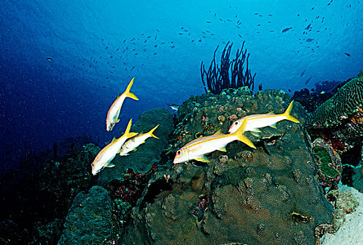黄尾笛鲷,礁石,伯利兹,加勒比海,中美洲