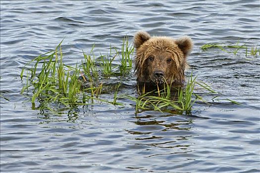 棕熊,幼兽,游泳,卡特麦国家公园,保存,阿拉斯加,美国