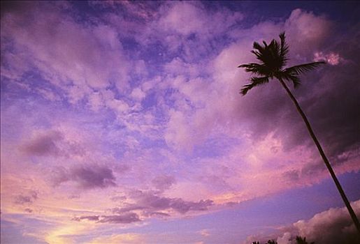 美好,粉色,紫色,日落,天空,一个,棕榈树