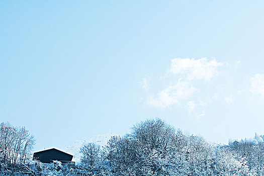 瑞士,雪景,木房子,仰视