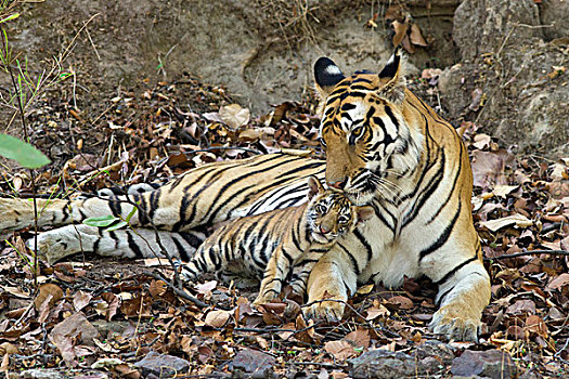 孟加拉虎,虎,母亲,依偎,星期,老,幼兽,巢穴,班德哈维夫国家公园,印度