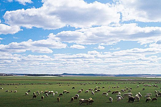 草原上羊群