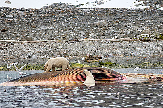 挪威,斯瓦尔巴群岛,斯匹次卑尔根岛,北极熊,一对,成年,腐食,畜体,鳍鲸,长须鲸,漂浮,海岸