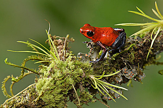 草莓箭毒蛙,栖息,枝条,哥斯达黎加