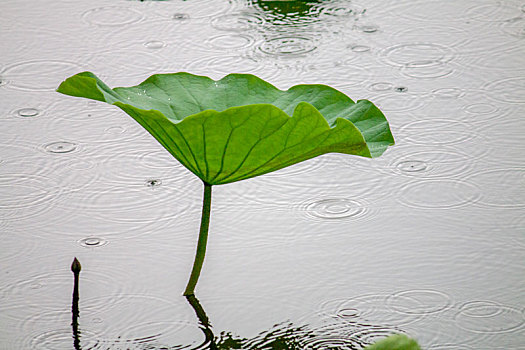 小雨中的荷叶