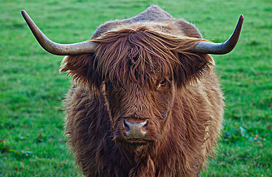 牦牛,大,犄角,苏格兰边境,苏格兰