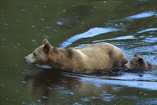 大灰熊,棕熊,母熊,6个月大,幼兽,河,不列颠哥伦比亚省,加拿大