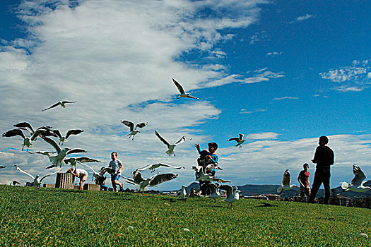 悉尼卧龙岗海边喂鸟的孩子