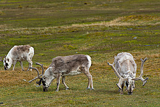 挪威,斯瓦尔巴特群岛,露营,驯鹿,驯鹿属