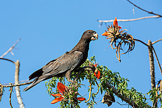 鹦鹉,穆龙达瓦,马达加斯加