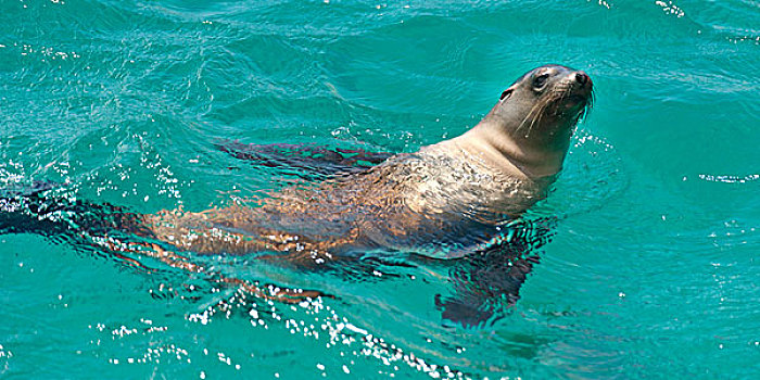 加拉帕戈斯,海狗,毛海狮,游泳,太平洋