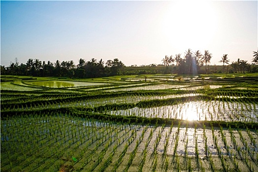 稻田,年轻,稻米,巴厘岛,印度尼西亚