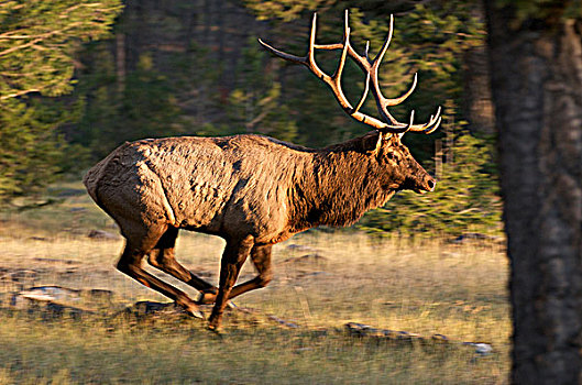 成熟,野生,公麋鹿,跑,鹿属,鹿,艾伯塔省,加拿大