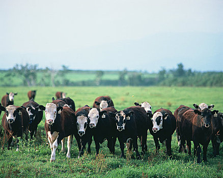 牛,草场