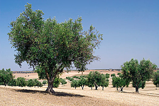 橄榄园,葡萄牙