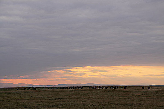 肯尼亚非洲象-夕阳下的象群