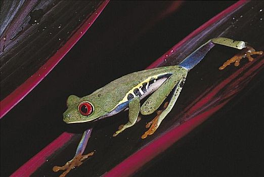 两栖动物,红眼树蛙,国家公园,哥斯达黎加,中美洲,动物