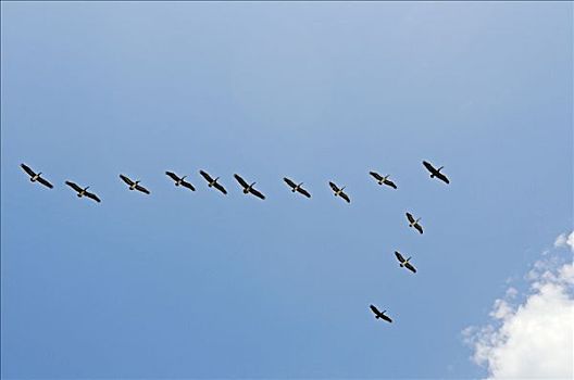 飞,鹈鹕,哥斯达黎加,中美洲