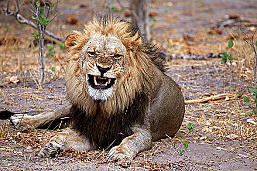 博茨瓦纳,狮子,狰狞,乔贝国家公园
