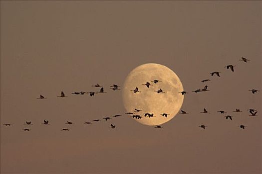 鹤,飞,正面,满月